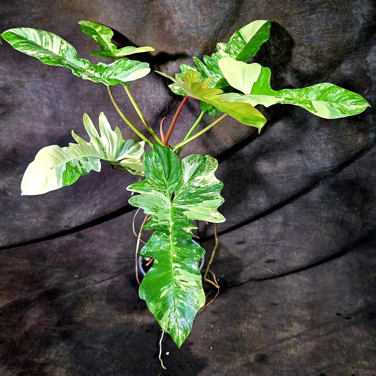 Philodendron Florida Beauty x Mayoi Variegated (Oct-8-31 )