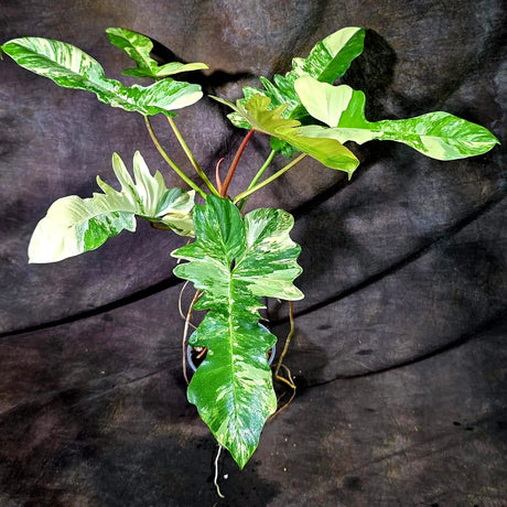 Philodendron Florida Beauty x Mayoi Variegated (Oct-8-31 )