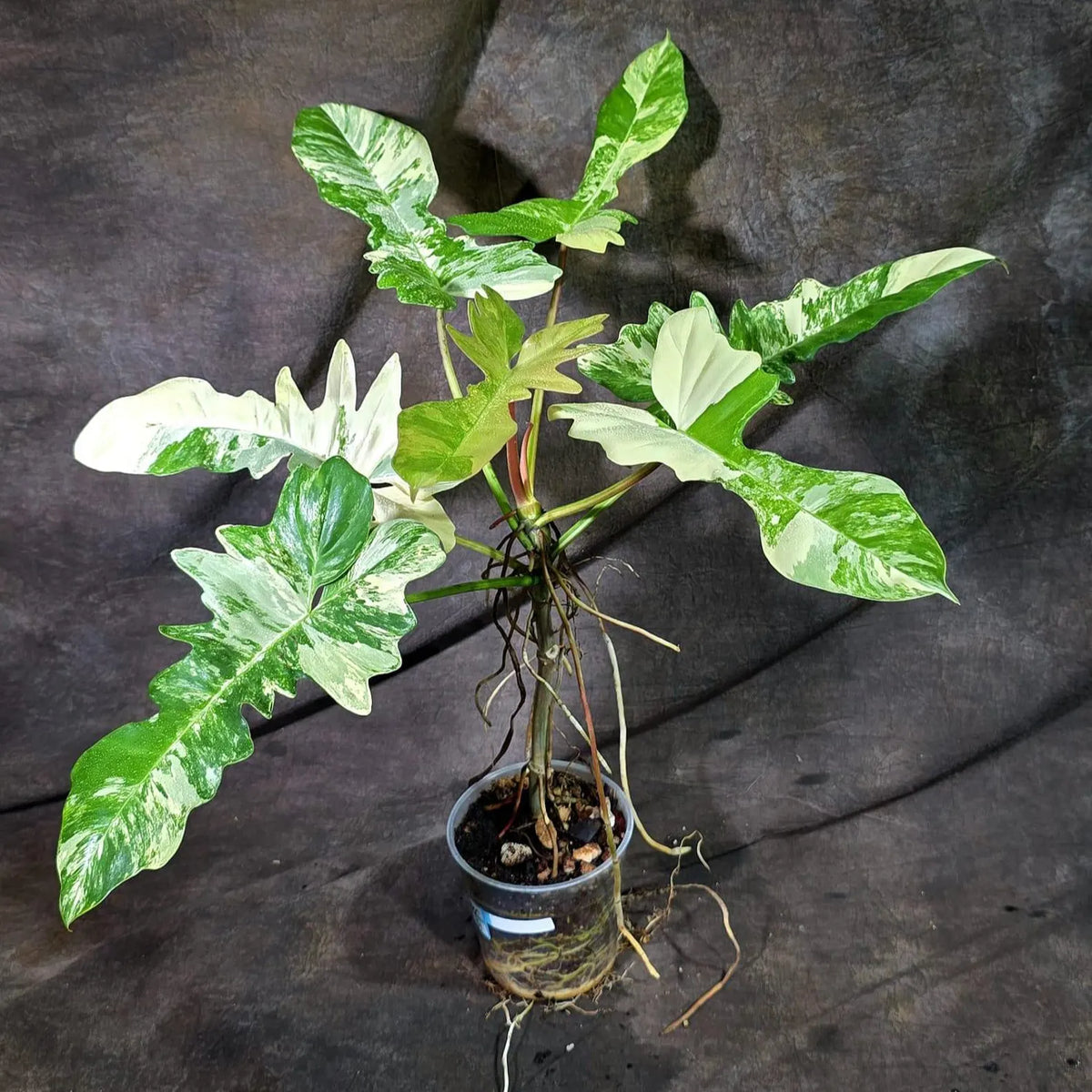 Philodendron Florida Beauty x Mayoi Variegated (Oct-8-31 )