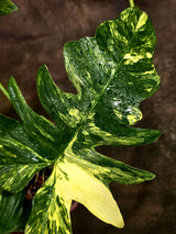 Philodendron Florida Beauty x Mayoi Variegated (Oct-8-33 )