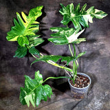 Philodendron Florida Beauty x Mayoi Variegated (Oct-8-33 )