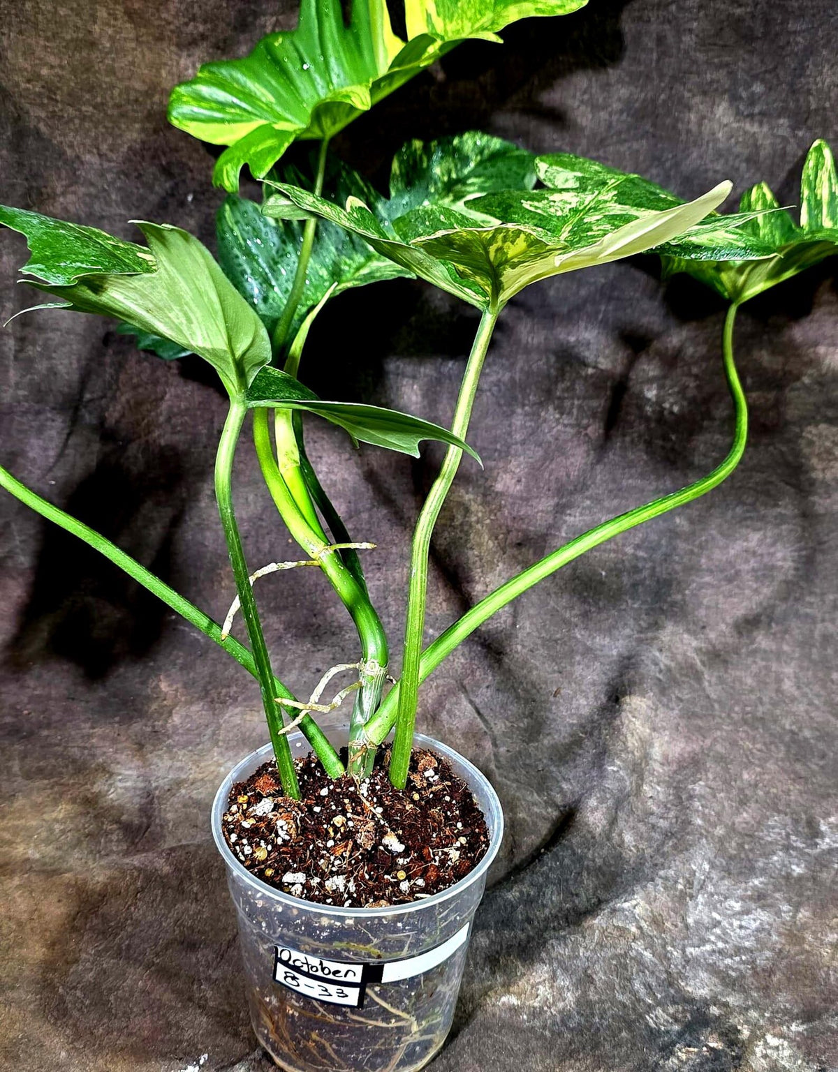 Philodendron Florida Beauty x Mayoi Variegated (Oct-8-33 )