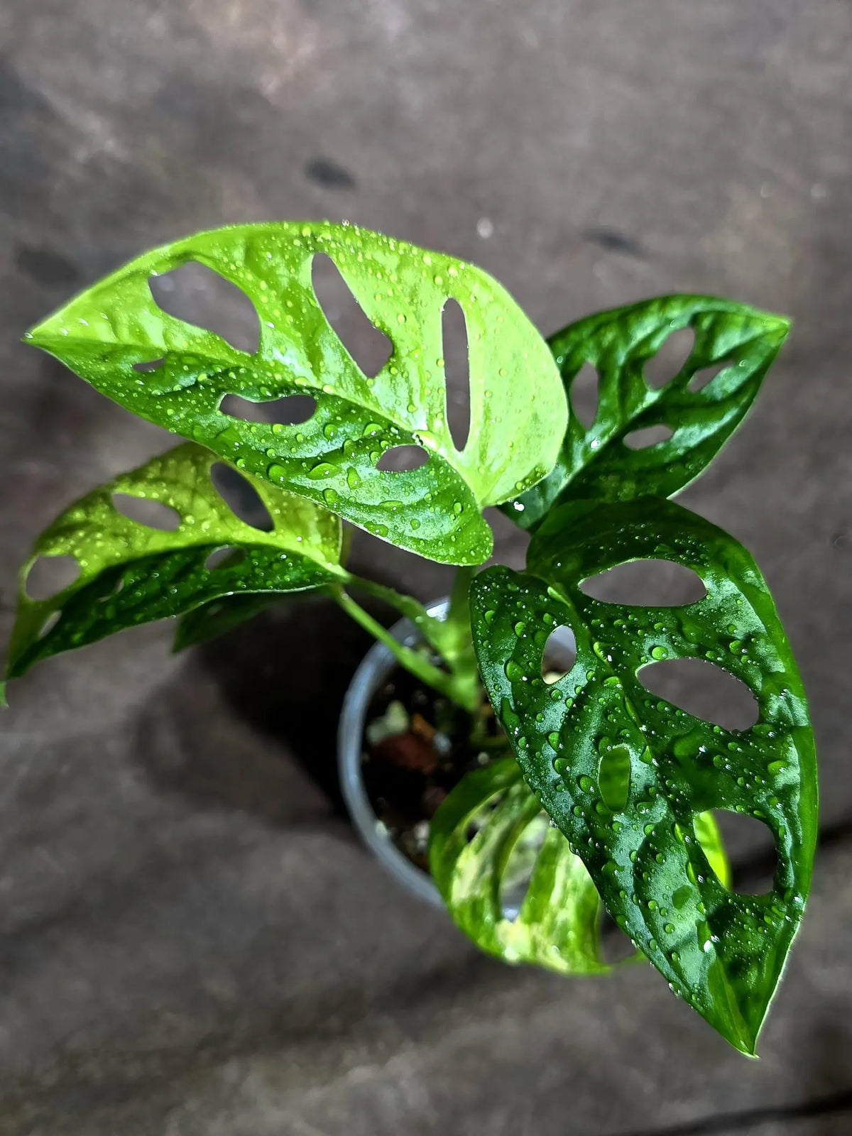 Monstera Adansonii Aurea Variegated (Oct-8-5)