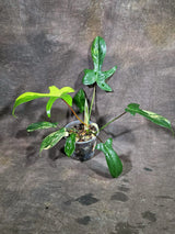 Variegated Philodendron Florida Beauty (Oct-8-11)