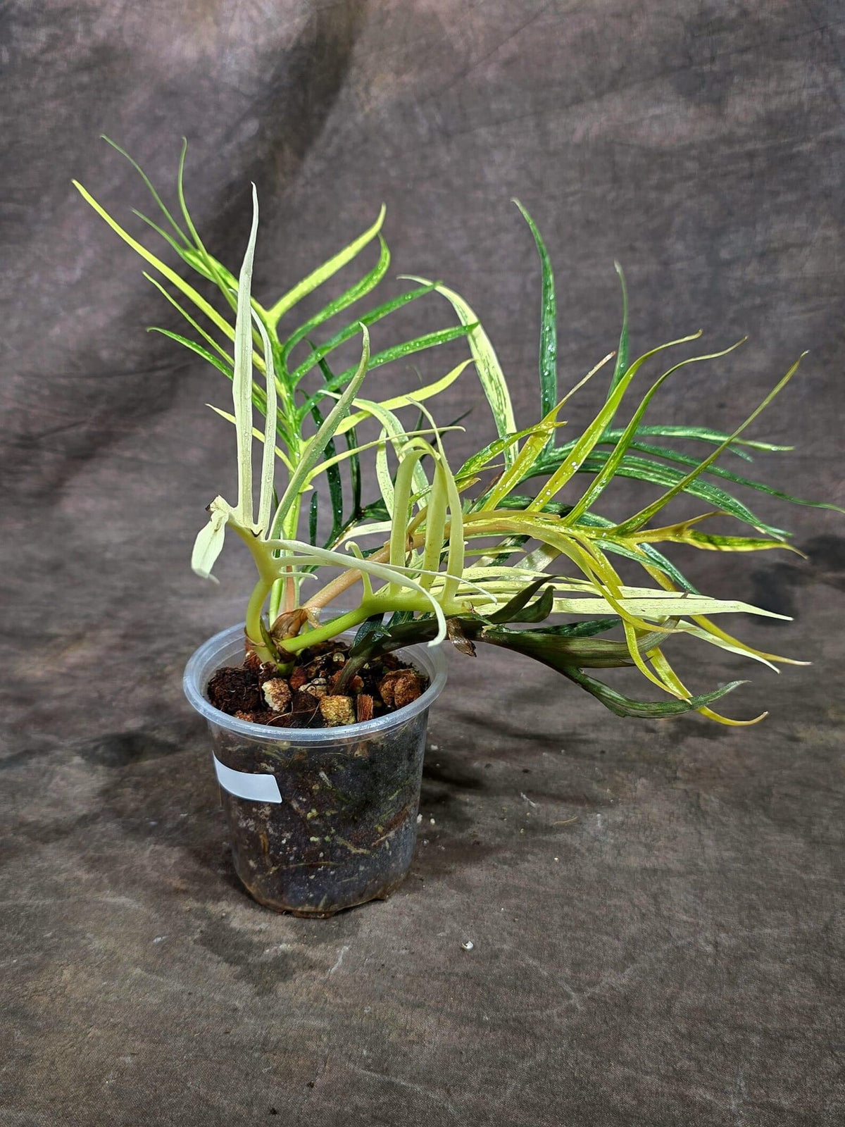 Super Rare Philodendron Tortum Albo Variegated (Oct-8-9-ER)
