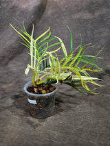 Super Rare Philodendron Tortum Albo Variegated (Oct-8-9-ER)