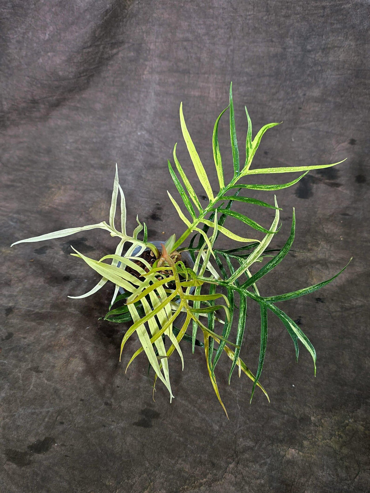 Super Rare Philodendron Tortum Albo Variegated (Oct-8-9-ER)