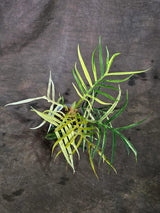 Super Rare Philodendron Tortum Albo Variegated (Oct-8-9-ER)