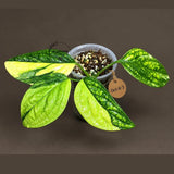 Monstera Peru Aurea Variegated (Oct-8-3)