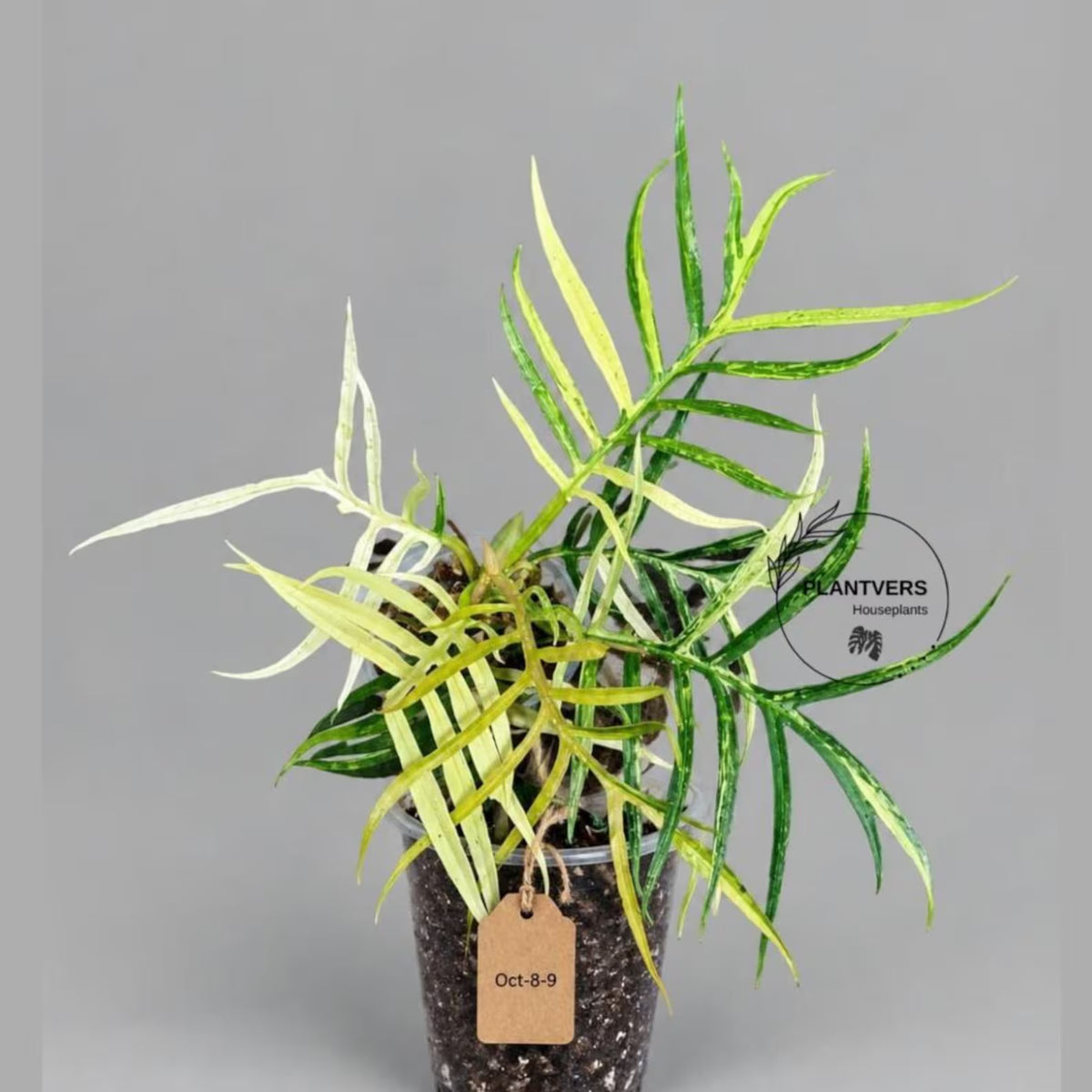 Super Rare Philodendron Tortum Albo Variegated (Oct-8-9-ER)