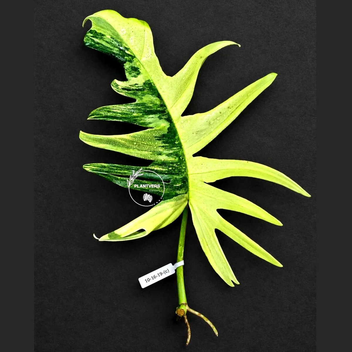 Philodendron Florida Beauty x Tortum Varigated Cutting - Cream, White Variegation - Rare Collector Plant - EXACT Cutting - US Seller.
