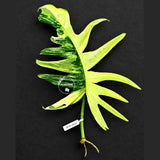 Philodendron Florida Beauty x Tortum Varigated Cutting - Cream, White Variegation - Rare Collector Plant - EXACT Cutting - US Seller.