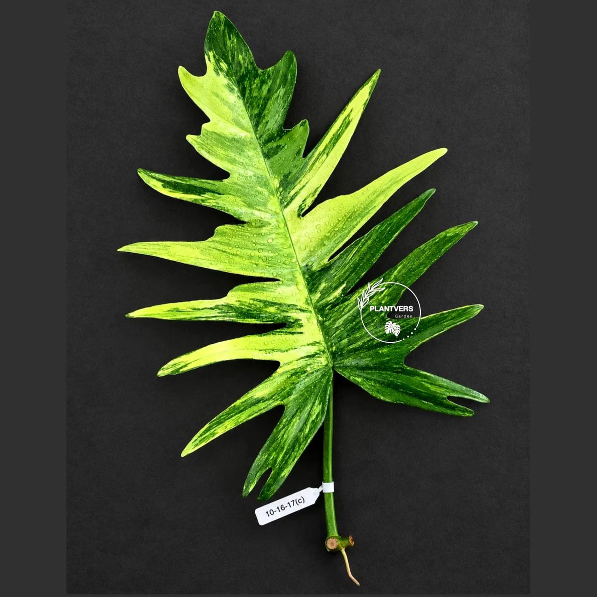Philodendron Florida Beauty x Tortum Varigated Cutting - Cream, White Variegation - Rare Collector Plant - EXACT Cutting - US Seller.
