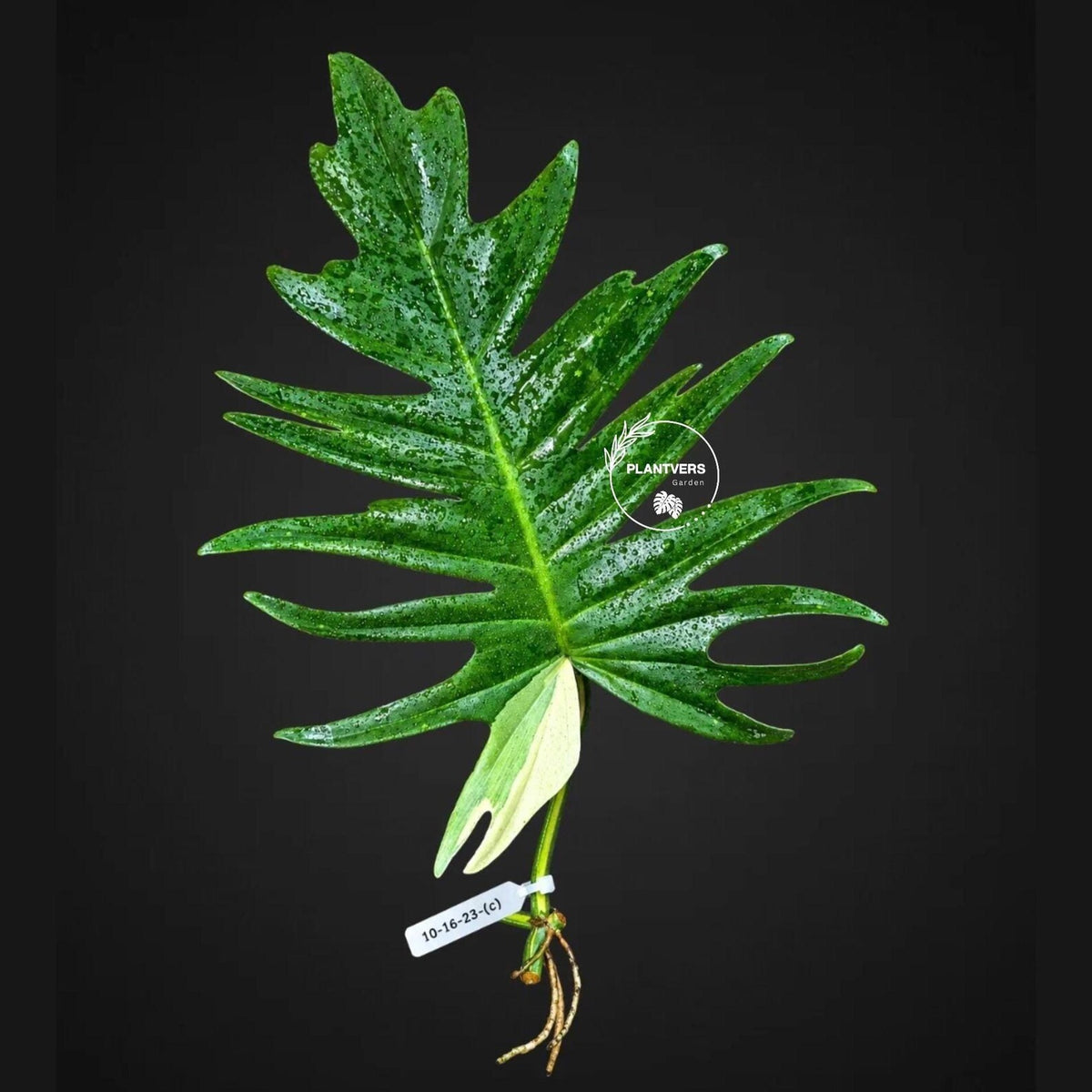 Philodendron Florida Beauty x Tortum Varigated Cutting - Cream, White Variegation - Rare Collector Plant - EXACT Cutting - US Seller.