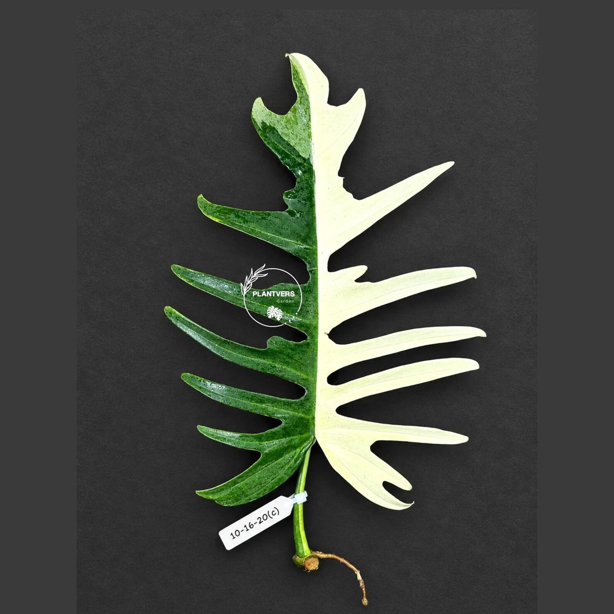 Philodendron Florida Beauty x Tortum Varigated Cutting - Cream, White Variegation - Rare Collector Plant - EXACT Cutting - US Seller.