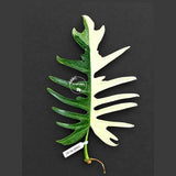 Philodendron Florida Beauty x Tortum Varigated Cutting - Cream, White Variegation - Rare Collector Plant - EXACT Cutting - US Seller.