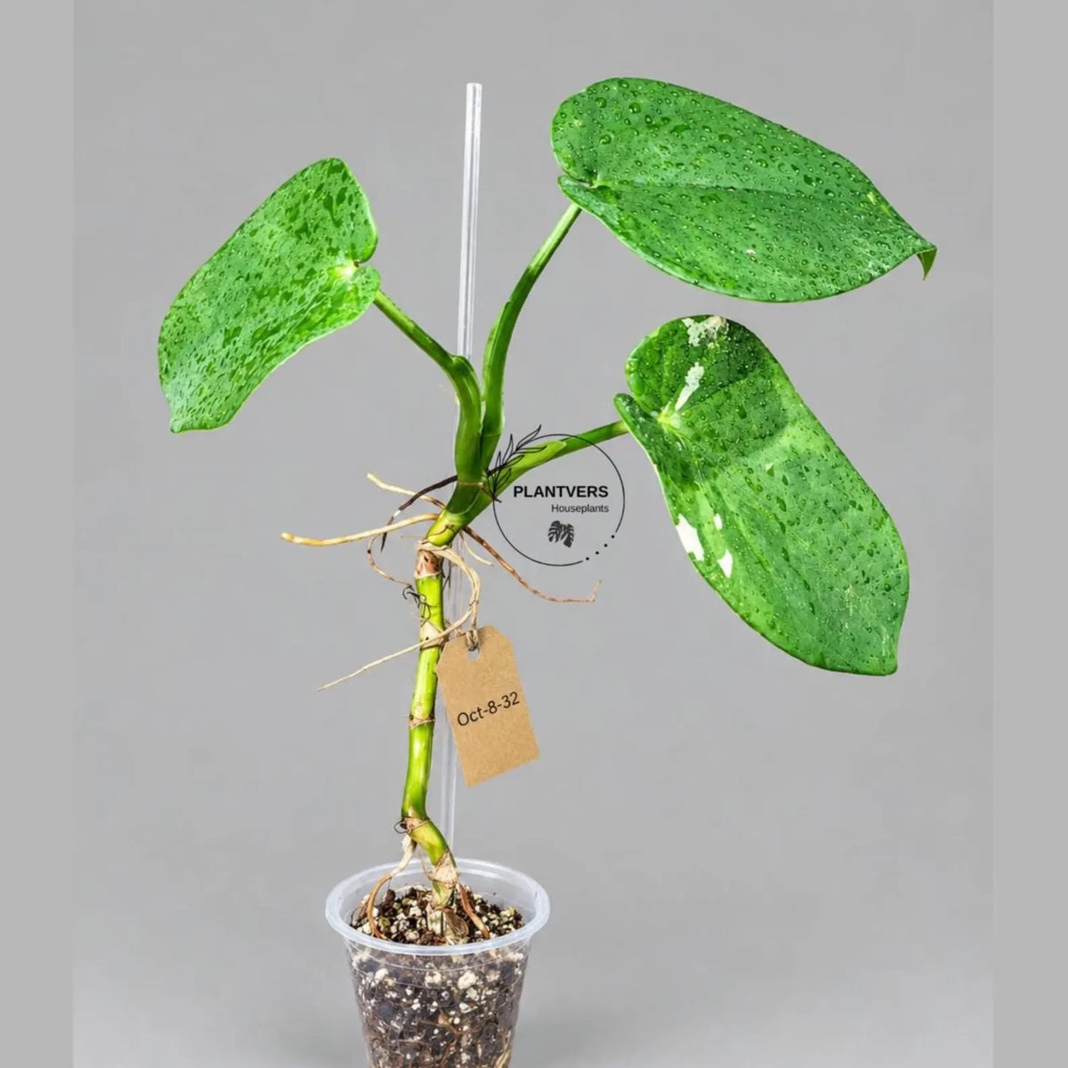 Syngonium Chiapense Albo Variegated (Oct-8-32)
