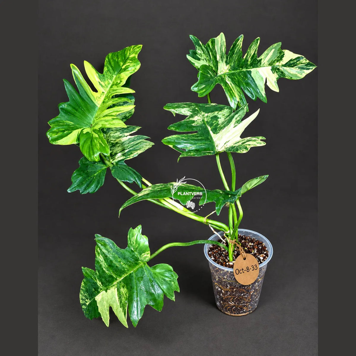 Philodendron Florida Beauty x Mayoi Variegated - Rare Live Plant - Exact Plant - US SELLER