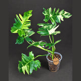 Philodendron Florida Beauty x Mayoi Variegated - Rare Live Plant - Exact Plant - US SELLER