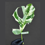 Rare Variegated Monstera Albo Borsigiana Live Plant - Collector Grade - Exact Cut Or Plant