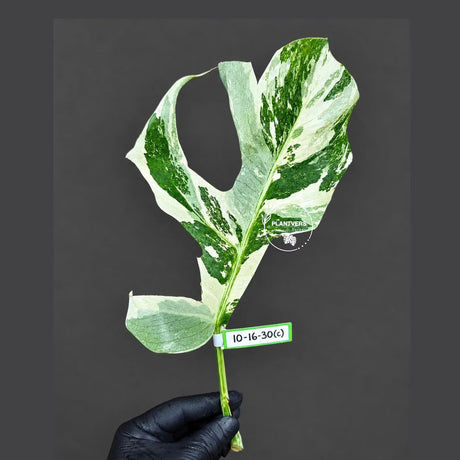 Rare Variegated Monstera Albo Borsigiana Live Plant - Collector Grade - Exact Cut Or Plant