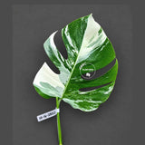 Rare Variegated Monstera Albo Borsigiana Live Plant - Collector Grade - Exact Cut Or Plant