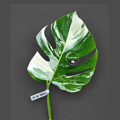 Rare Variegated Monstera Albo Borsigiana Live Plant - Collector Grade - Exact Cut Or Plant