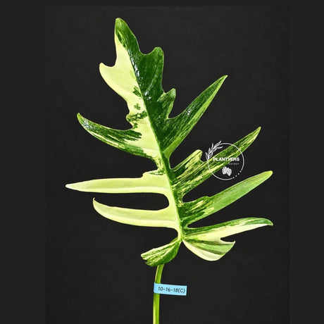Philodendron Florida Beauty x Tortum Varigated Cutting - Cream, White Variegation - Rare Collector Plant - EXACT Cutting - US Seller.