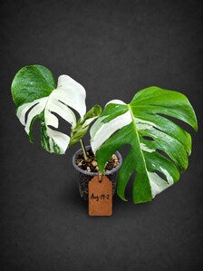 Variegated Monstera Albo - White Albo Borsigiana (Aug-19-2)