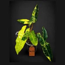Variegated Philodendron Billietiae Live Plant - Large Leaf Philodendron - (Aug-19-10)