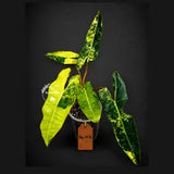 Variegated Philodendron Billietiae Live Plant - Large Leaf Philodendron - (Aug-19-10)