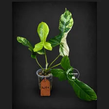 Variegated Philodendron Florida Beauty x  Paraiso Verde - (Aug-19-8)