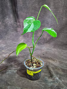 Variegated Monstera Albo - White Albo Borsigiana (Aug-25-34)
