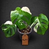 Variegated Monstera Albo - White Albo Borsigiana (Aug-19-3)