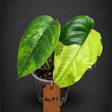Syngonium Chiapense Albo Variegated - Exact Plant - (Aug-19-5)