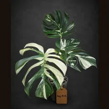Variegated Monstera Mint Jungle Mint -(Aug-19-14-ER)