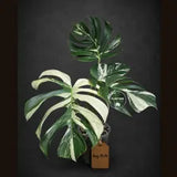 Variegated Monstera Mint Jungle Mint -(Aug-19-14-ER)