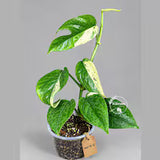 Epipremnum Pinnatum Albo Variegated - Climbing Aroid - (Sep-18-32)