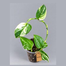 Variegated Trebuii Moonlight Scindapsus in a Nursery Pot (Sep-18-26)