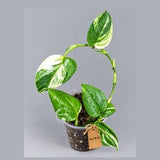 Variegated Trebuii Moonlight Scindapsus in a Nursery Pot (Sep-18-26)