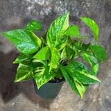 golden pothos air purifier Golden Pothos in a 4" & 6" Nursery Pot - Easy Care Houseplant