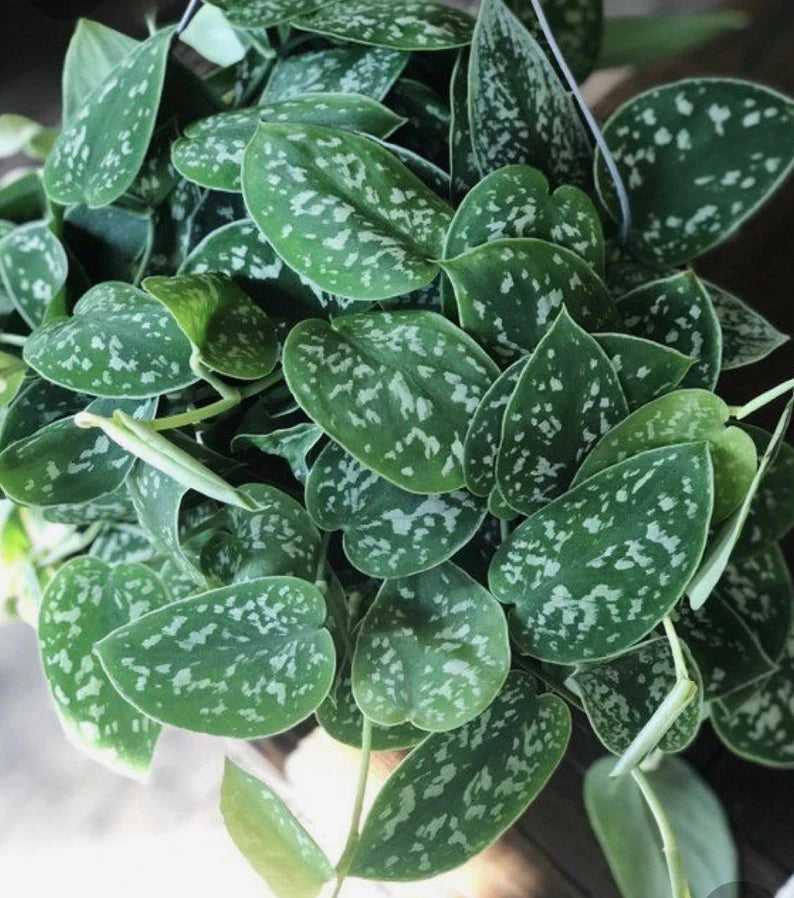Silver Pothos Live Plant - RARE Silver Satin or Silvery Anne - Scindapsus Pictus - Silver Leaf Tropical Indoor Houseplant - Hardy Houseplant