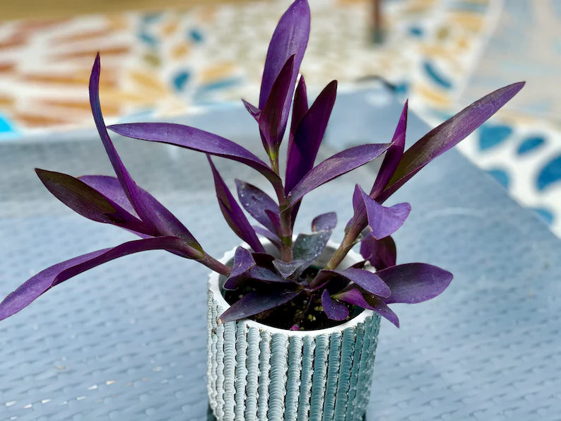 Rare Wandering Jew | Purple Heart | 'Purpurea' Succelent | Purple Queen Plant