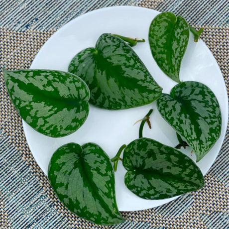 Scindapsus Silver Exotica - RARE Indoor Vining Plant - Easy Care Low Light Houseplant - Exotic Silver Scindapsus Plant