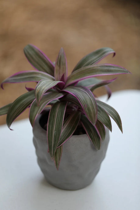 Tradescantia Spathacea - Tricolor - Moses in the Cradle Plant - Oyster plant