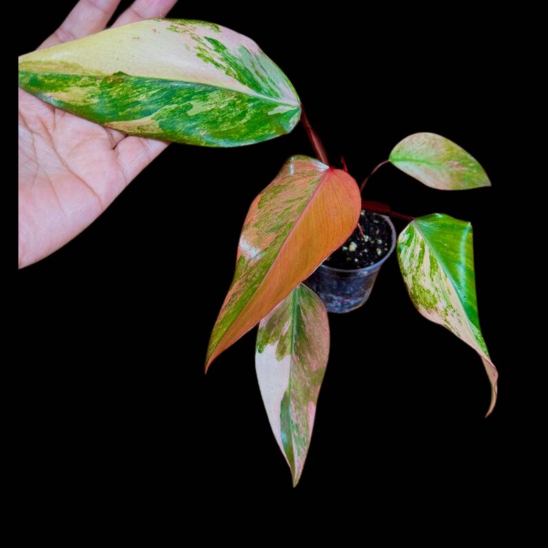 Variegated Philodendron Strawberry Shake in a Nursery Pot - Hastatum Rare Collector Plant