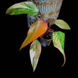 Variegated Philodendron Strawberry Shake in a Nursery Pot - Hastatum Rare Collector Plant