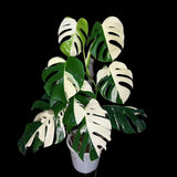 Monstera Albo Borsigiana Cutting - Extremely Rare variegated monstera albo