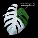 Monstera Albo Borsigiana Cutting - Extremely Rare variegated monstera albo