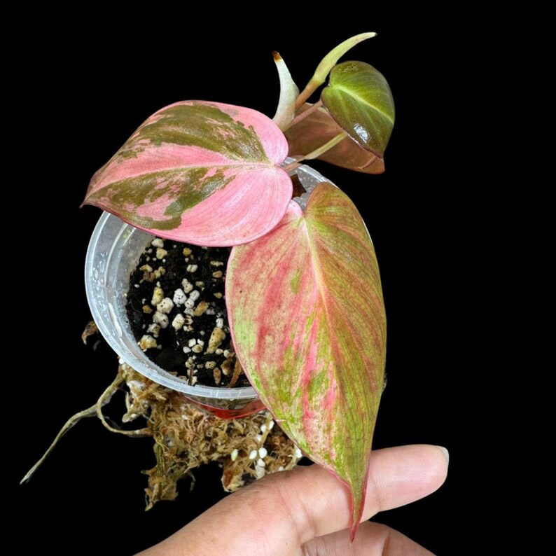 Rare Variegated Philodendron Mican Pink 5 Leaf Mature Plant in a Nursery Pot